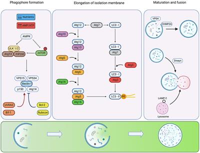 The Double-Edge Sword of Autophagy in Cancer: From Tumor Suppression to Pro-tumor Activity